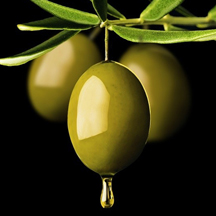 Paolo Teixeira - Olivenöl aus Portugal
